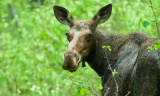 Moose looking back