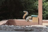 Squirrel feeders who live in glass houses...