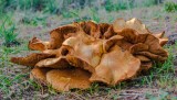 _DSC5674.jpg