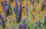 _DSC8068.jpg