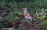 Fieldfare