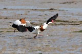 Shelduck