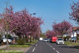 Cherry Blossom - Suburbia
