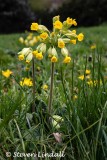 Cowslip