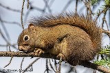 American Red Squirrel