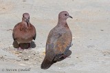 Laughing Doves