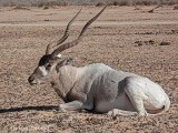 Addax