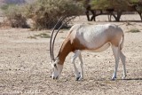 Scimitar Oryx