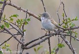 Whitethroat 