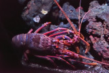 Japanese Spiny Lobster