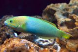 Yellow-Brown Wrasse