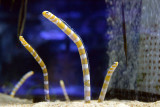 Splendid Garden Eel