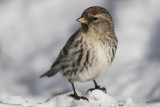 Sizerin flamm / Common Redpoll (Acanthis flammea)