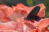 Voilier kotzbuea / Pink Rose (Pachliopta kotzebuea)