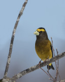 Gros-bec errant / Evening Grosbeak male (Coccothraustes vespertinus)