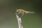 La quadrimacule / Four-spotted Skimmer (Libellula quadrimaculata)