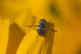 Mouche tachinaire / Tachinid Fly (Gymnoclytia occidua)