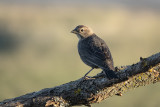 Vacher  tte brune / Brown-headed Cowbird (Molothrus ater)