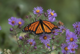 Papillons - Butterflies