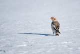 Oiseaux - Birds
