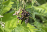 Mouche asilide / Robber Fly (Ceraturgus fasciatus)