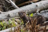 Vison dAmrique / American Mink (Mustela vison)