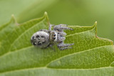 Araignées - Spider
