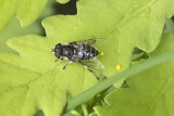 Mouche syrphe / Black-shouldered Drone Fly (Eristalis dimidiata)
