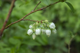 Airelle  feuilles troites, bleuet / Blueberry (Vaccinum angustifolium)