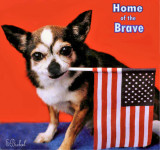 Home of the Brave  2001