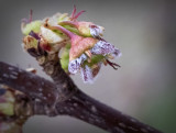 Maple Tree Flowers