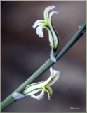 Hawarthia Asperuta Truncata