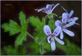 Scented Geranium 2019
