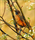 Robin in Spring 4-09-19 