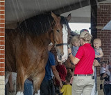 Budweiser Clydesdale Meet and Greet 2019