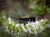  Lichen Moth 