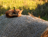 Fox on a Haybale 2018