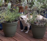 Checking the Herbs