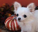 Bailey at Six