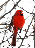 Christmas Caroller 2019