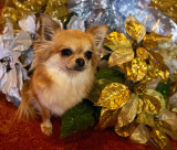 Bella at Three