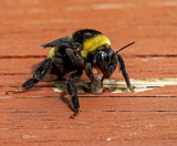 Bumble 5-06-20