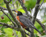 Robin in the Sycamore 5-17-20