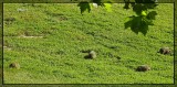 Lots of Big Rodents
