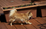 Bellas Gotcha Day 2020