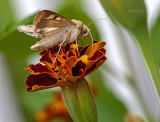 Moths