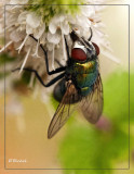 Bugs and Insects