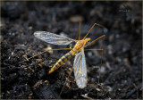 Crane Fly