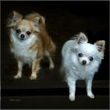 Bella & Bailey 5-22-21