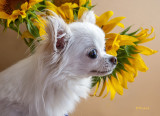 Bailey and the Sunflowers 2018